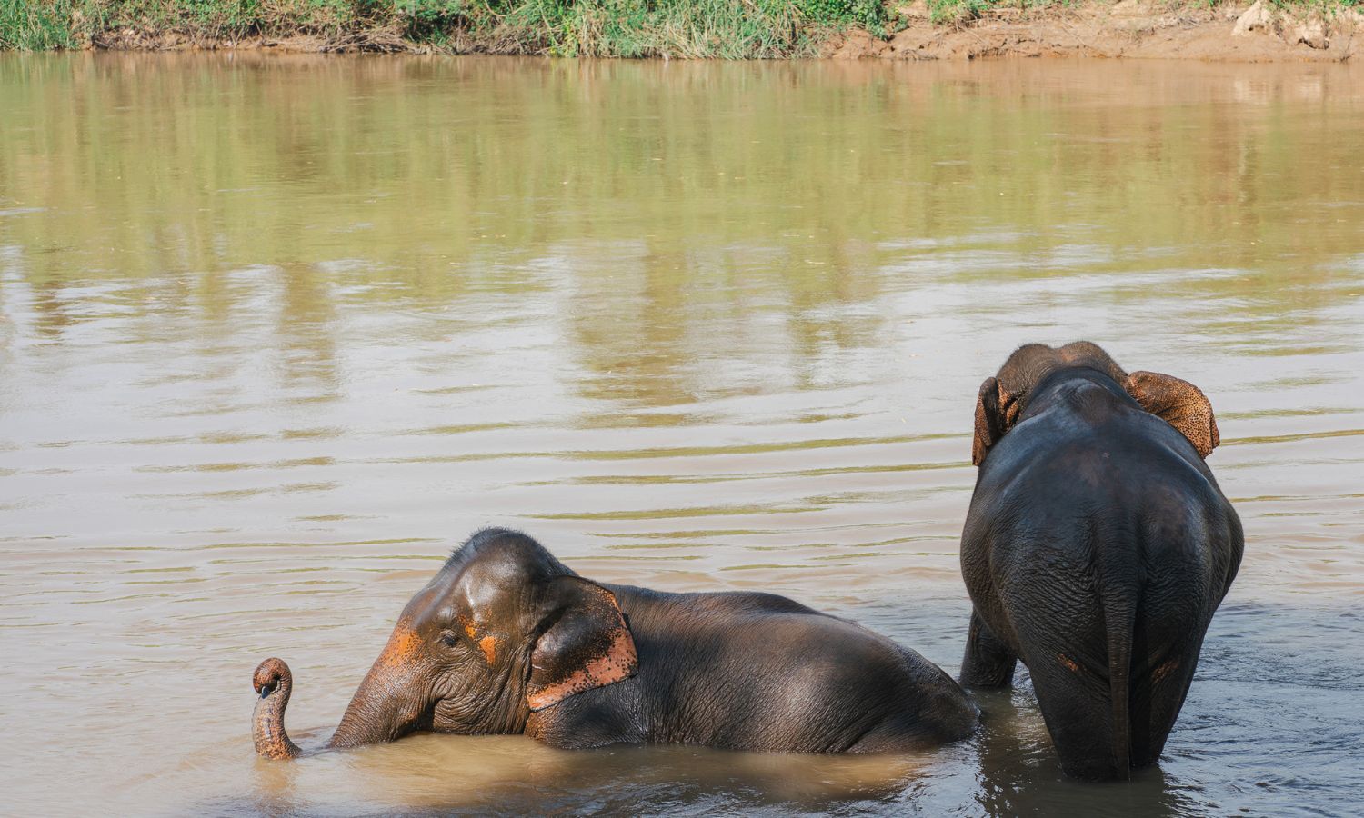 elephant experiences thailand