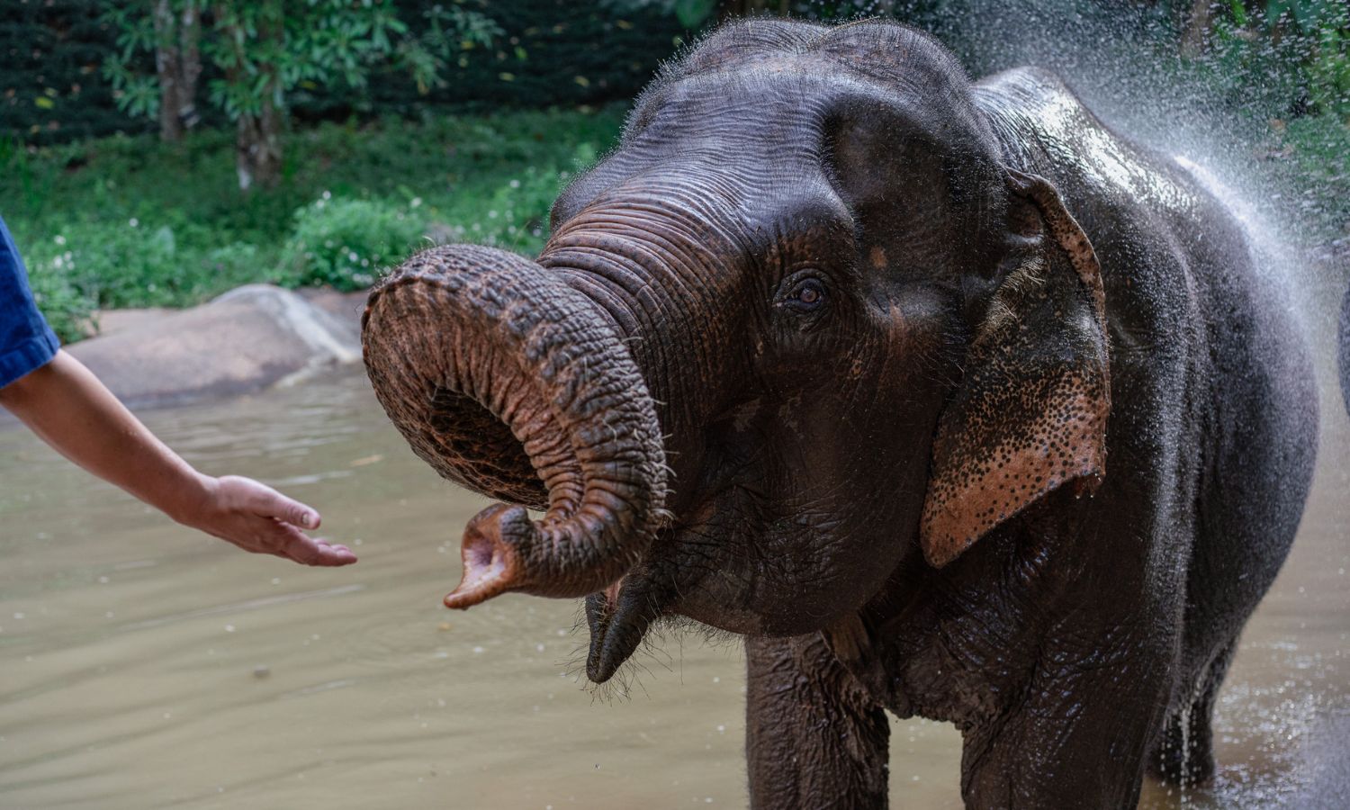 elephant experiences thailand