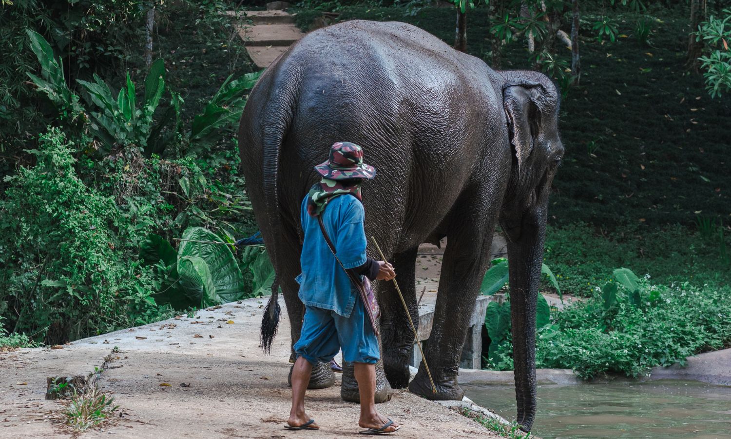 elephant experiences thailand