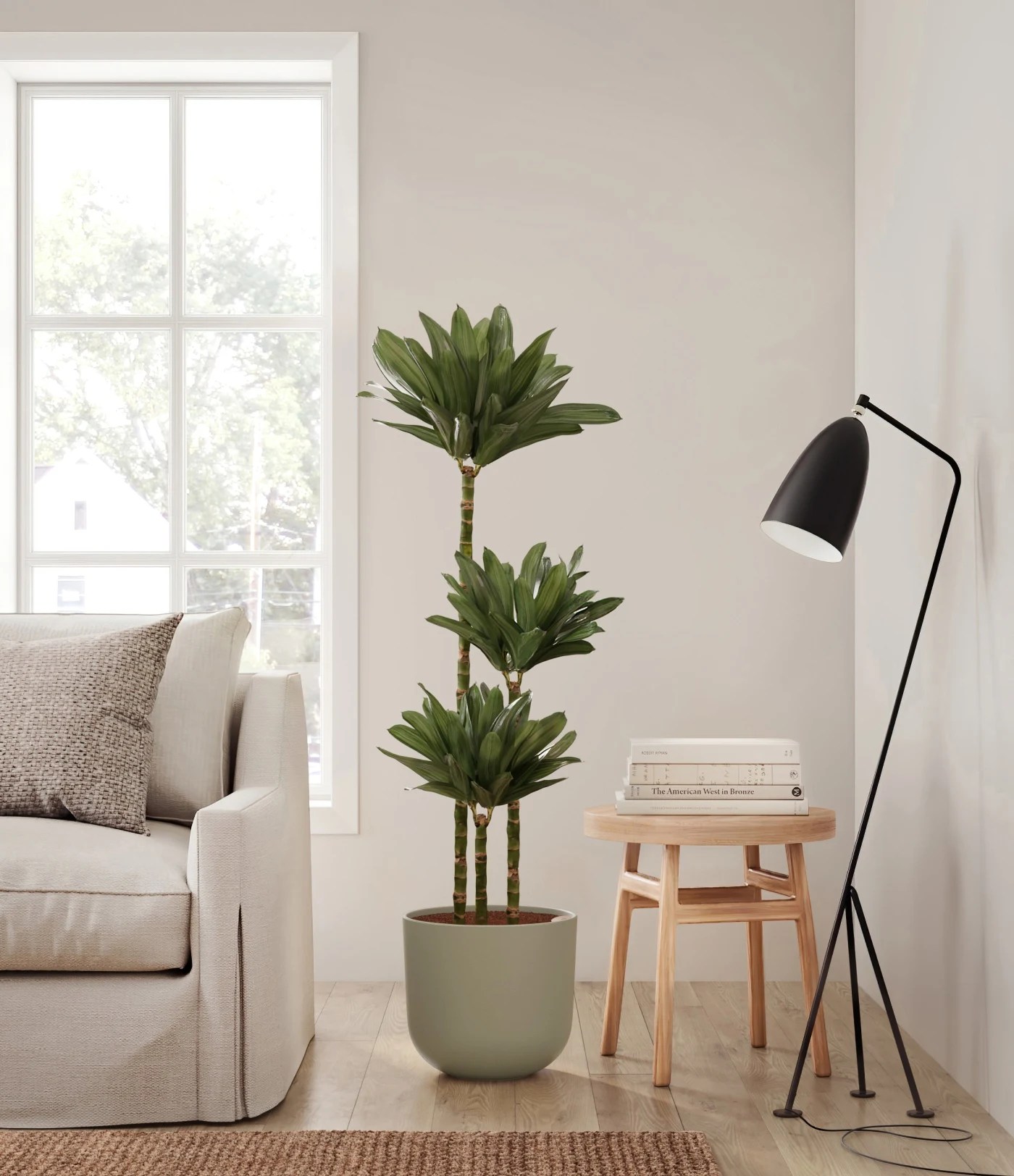 best houseplant low light