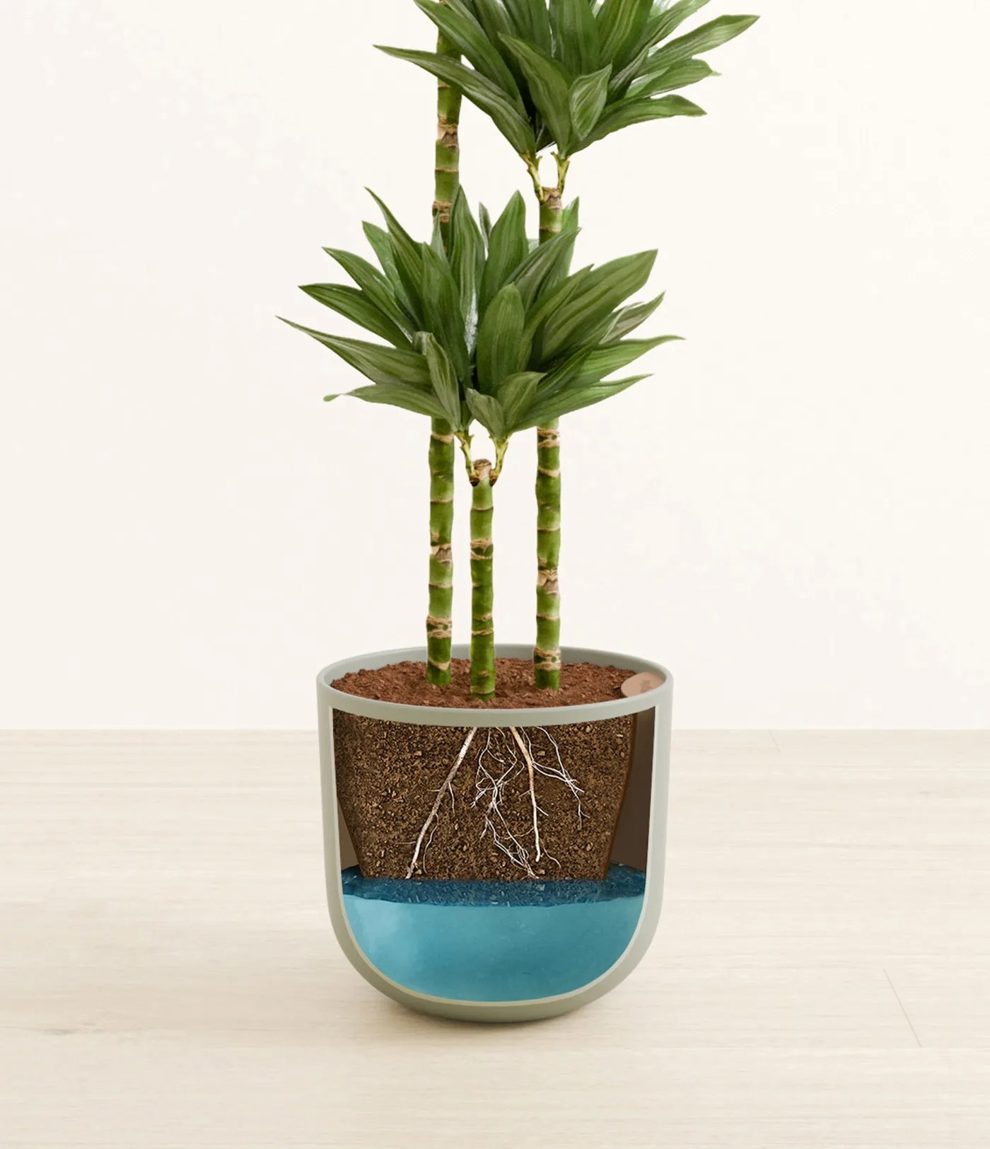 best houseplant low light