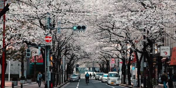 japan-april-cherry-blossom