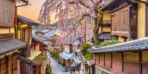 japan-cherry-blossom