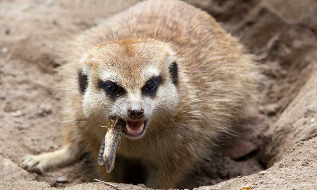 meerkat-cockroach