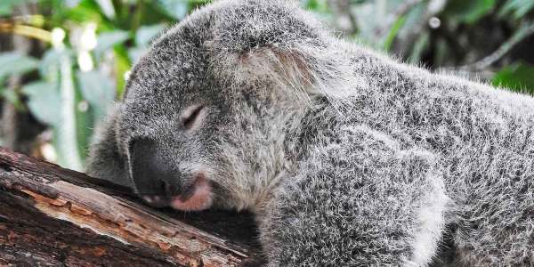 Sleeping koala