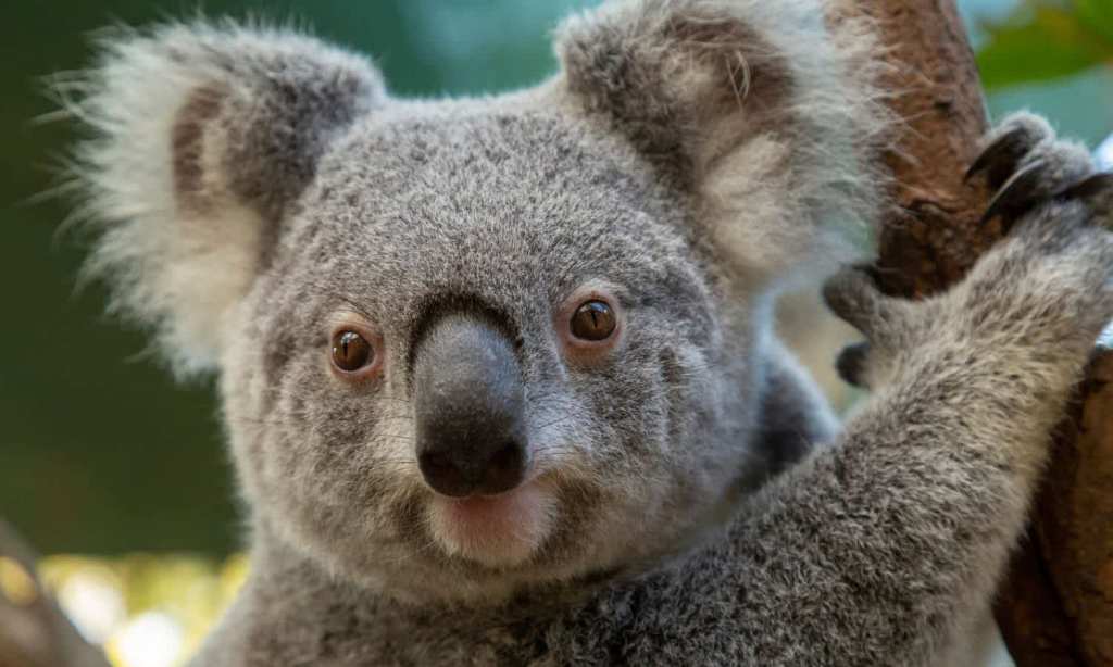 Koala