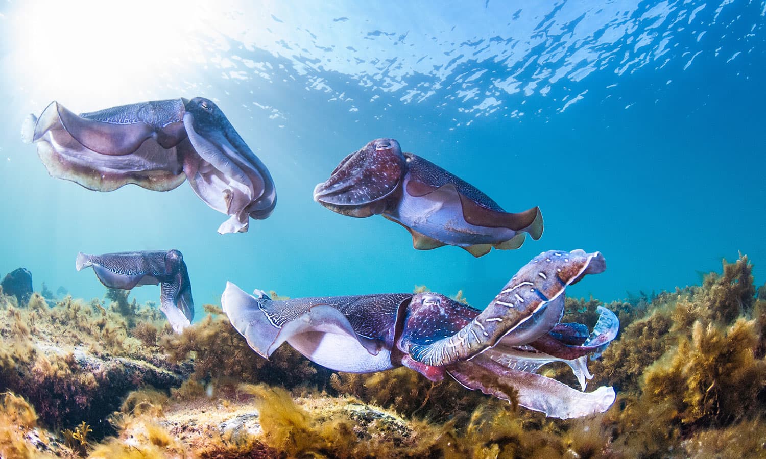 cuttlefish swim SA