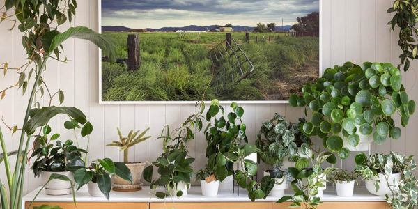 indoor plants