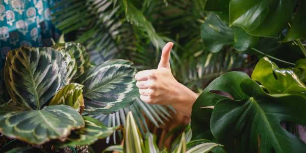 Indoor Plants