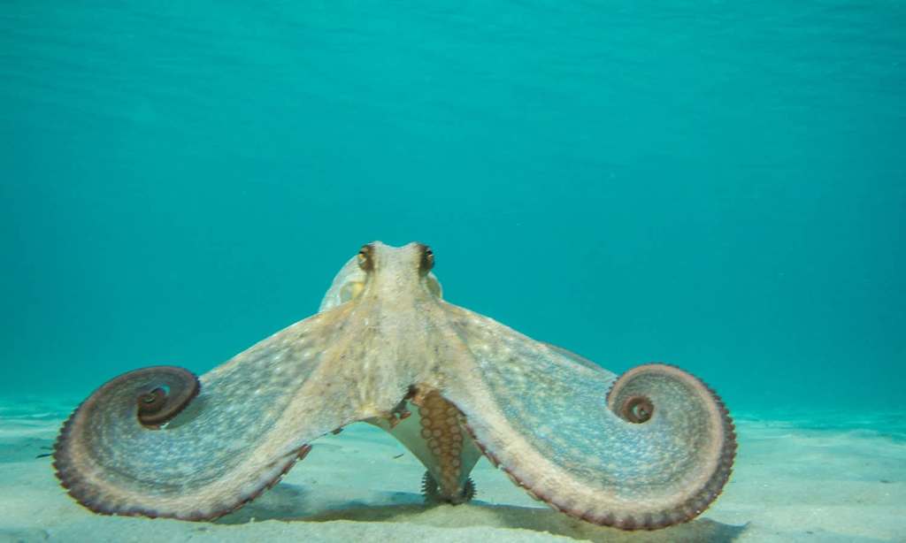 Octopus