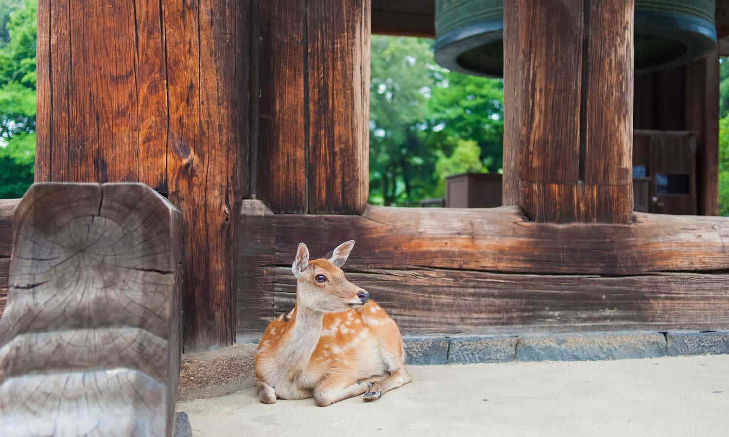 nara-japan