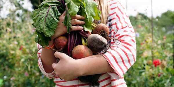 Vegetable-garden