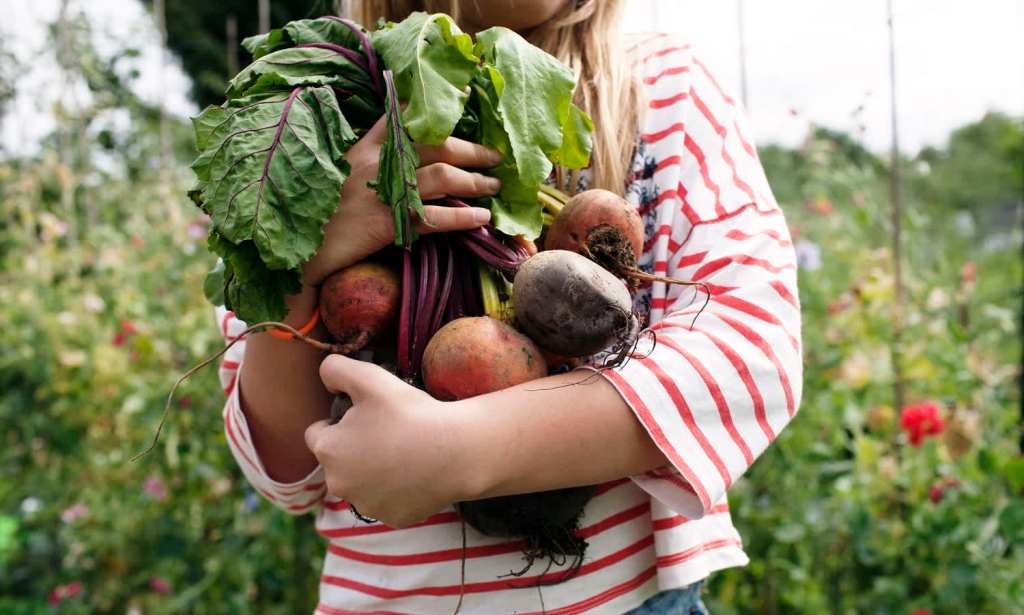 Vegetable-garden