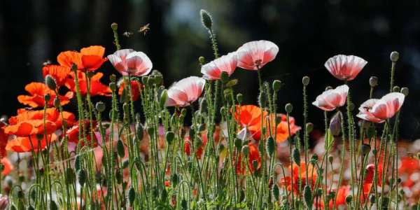 anzac day 2021