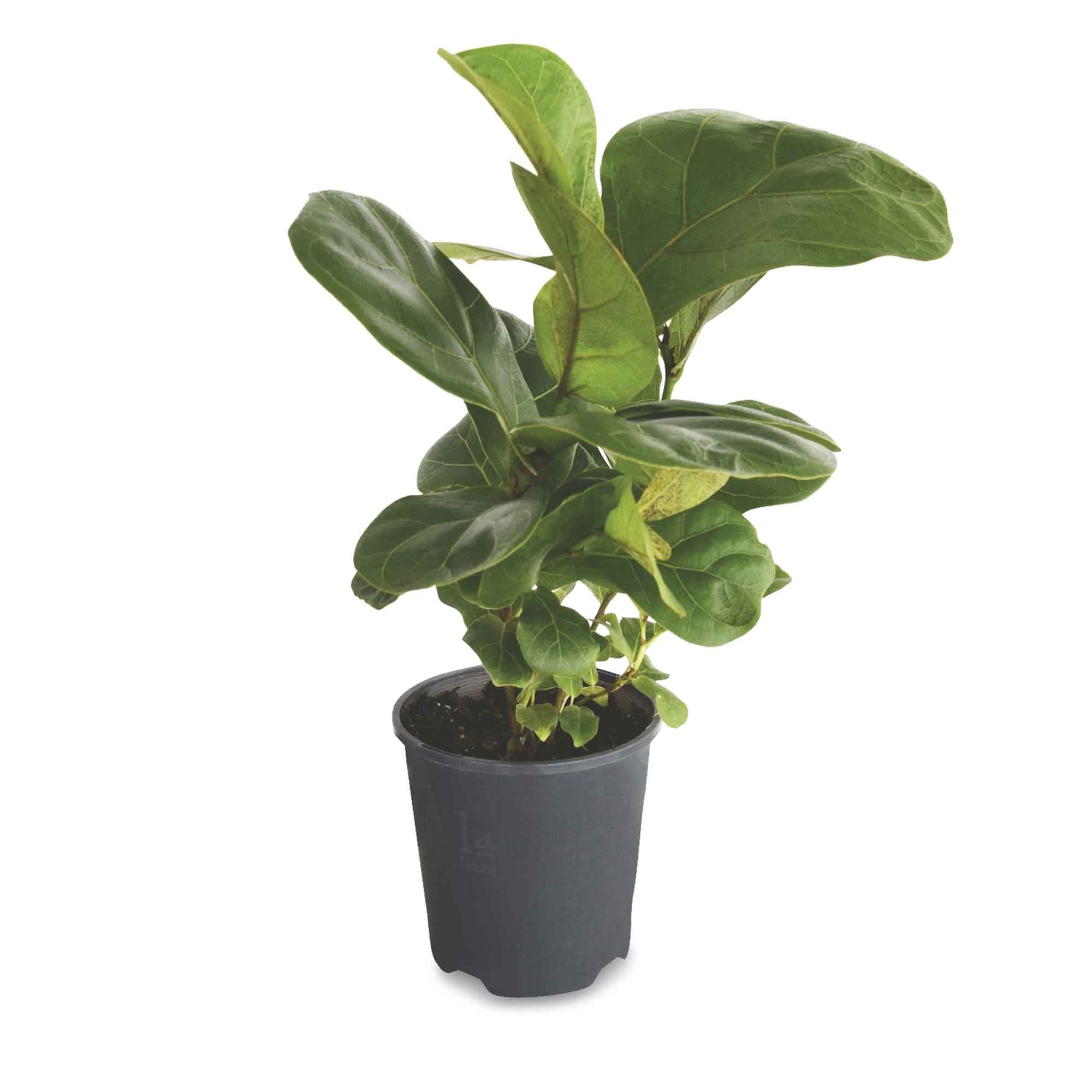 aldi-fiddle-leaf-fig