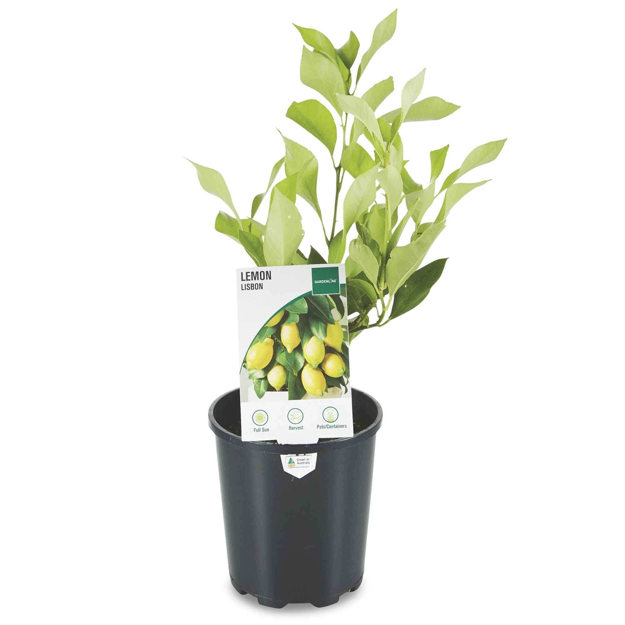 aldi-lemon-tree