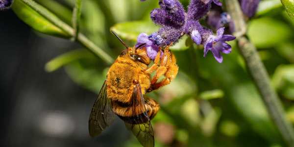 native-bees-african-tulip-tree