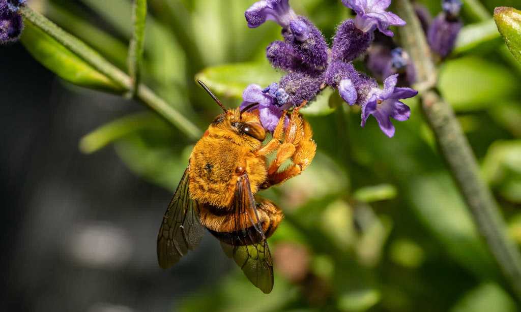 native-bees-african-tulip-tree