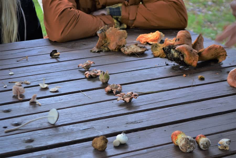 Mushroom Foraging 4