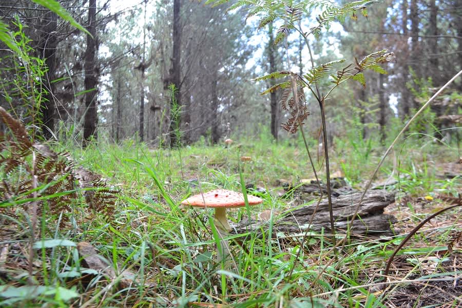 Mushroom Foraging 8