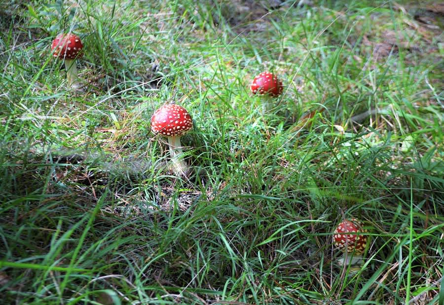 Mushroom Foraging 7