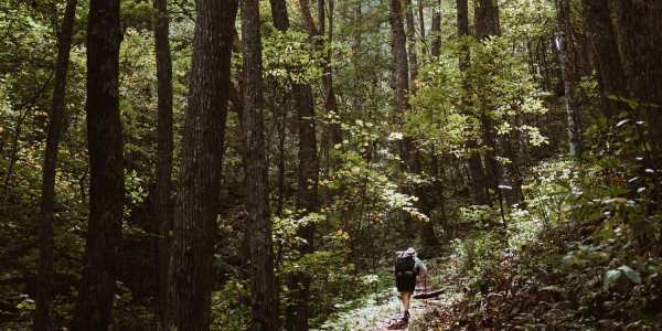 forest-bathing