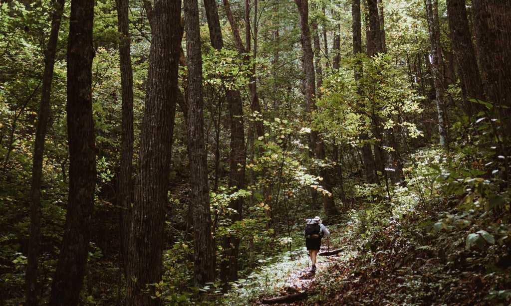 forest-bathing