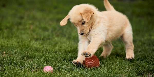 guide-dog-puppy