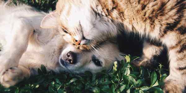 An image of pets in australia to illustrate animal rights