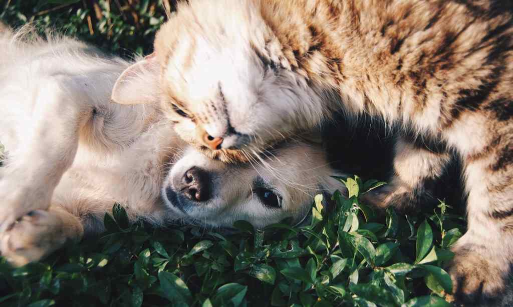 An image of pets in australia to illustrate animal rights