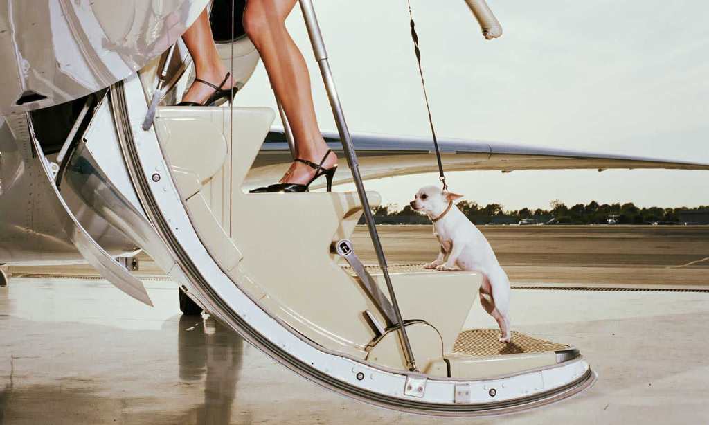 dogs-on-airplanes