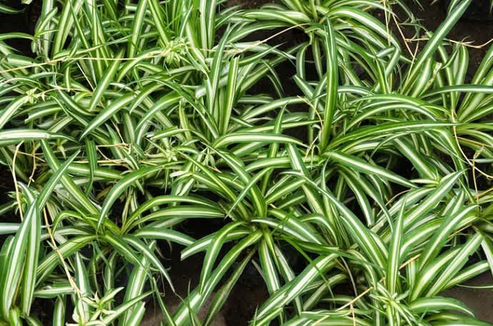 Spider plant