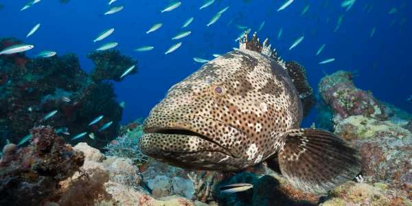 Great barrier reef