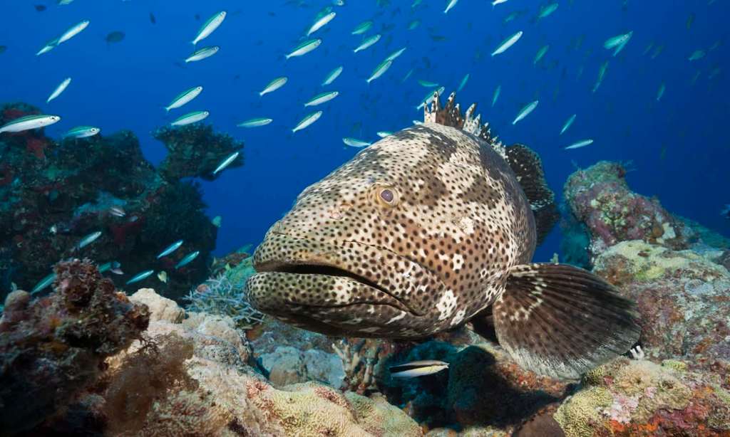 Great barrier reef