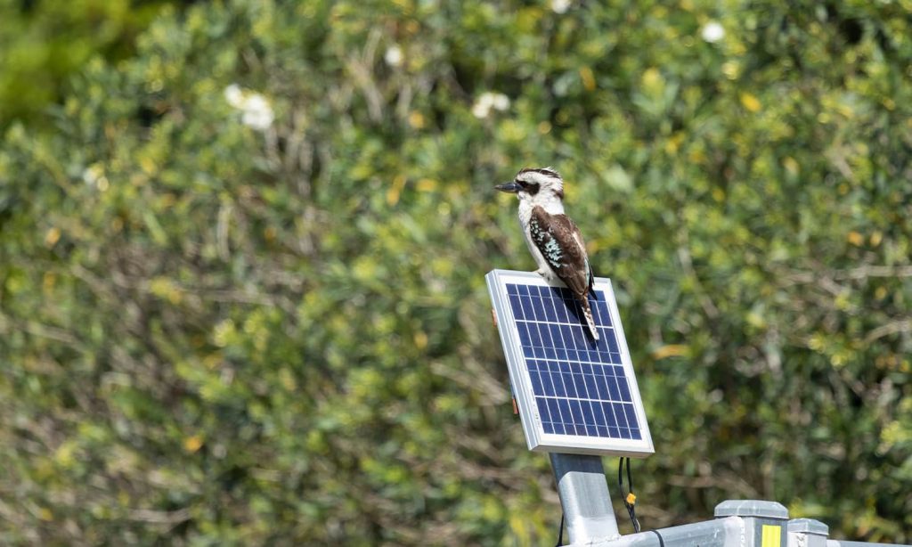 renewable energy australia