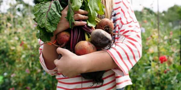 Kids veggie garden