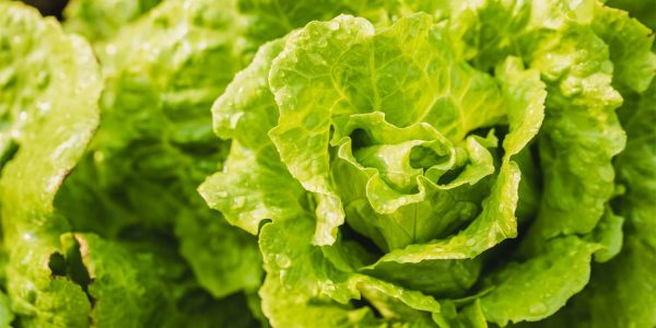 Close-up of iceberg lettuce.