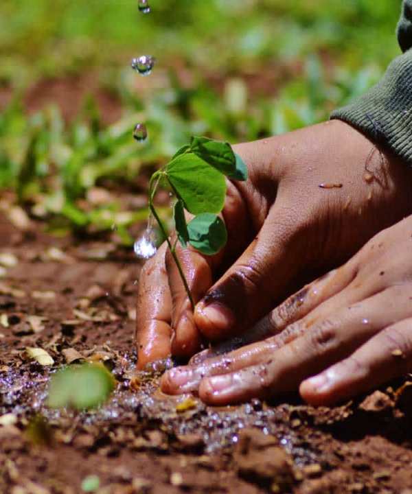 how planting trees helps climate change