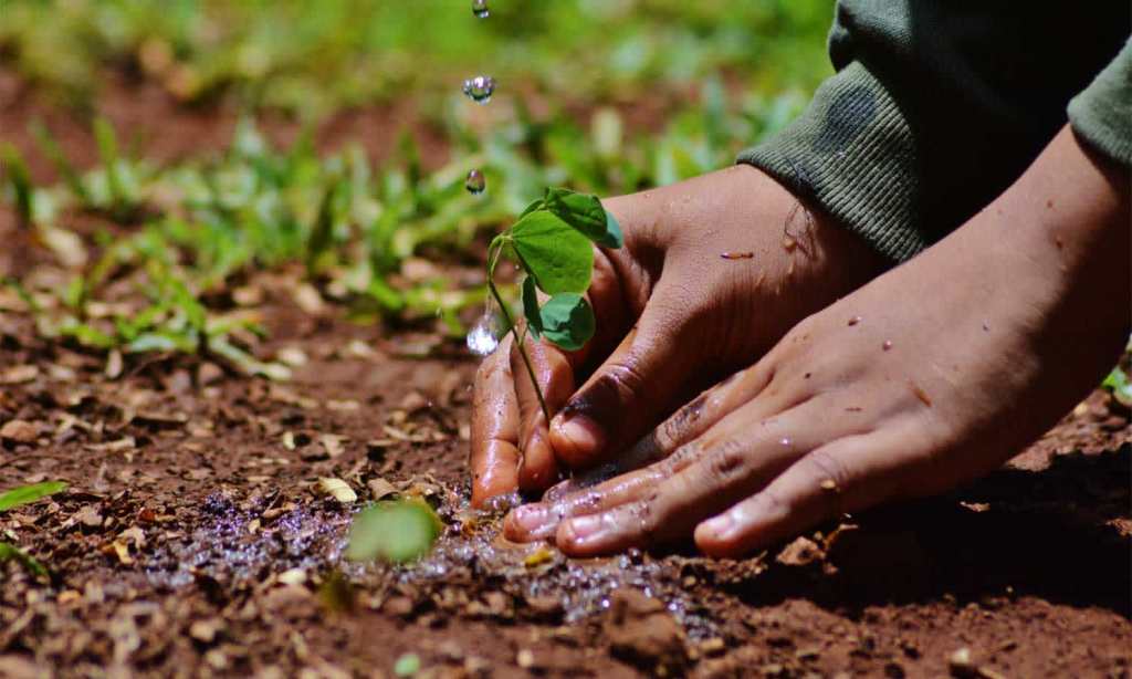 how planting trees helps climate change