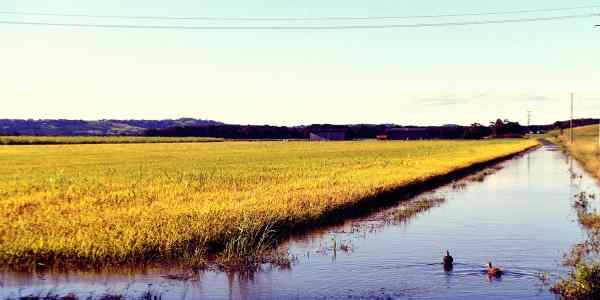 nsw floods food prices