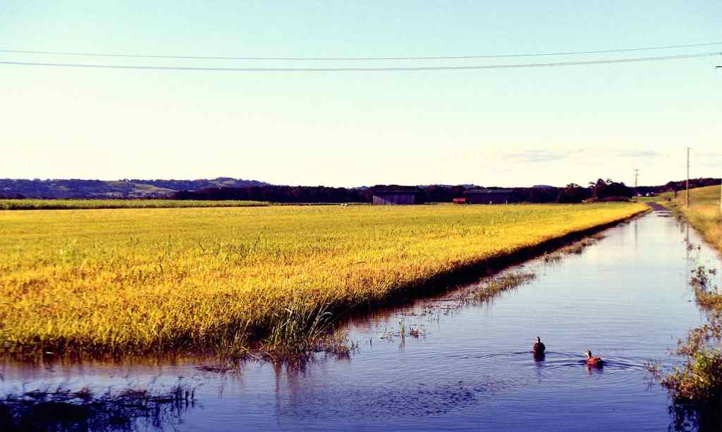 nsw floods food prices