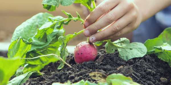 growing vegetables at home