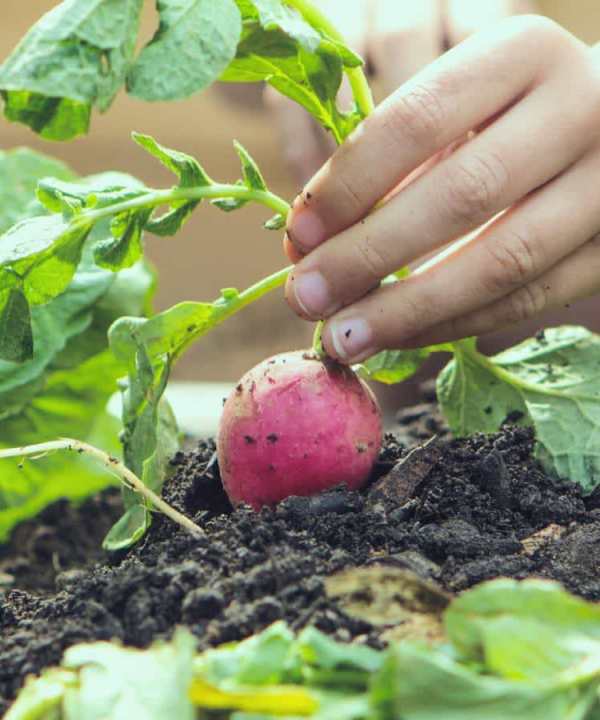 growing vegetables at home