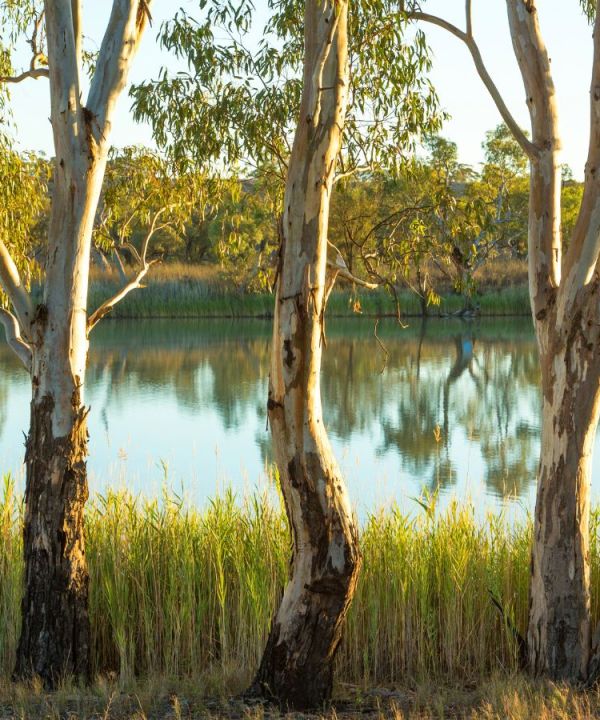 carbon offsetting with australian native trees