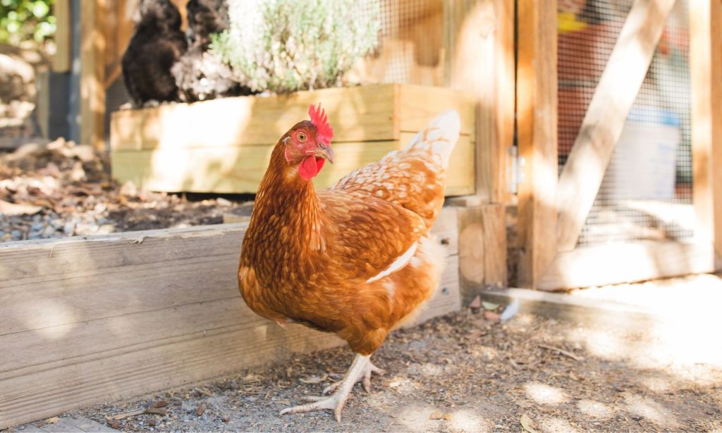 how to build a chicken coop