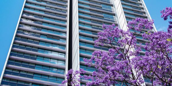 Jacaranda tree