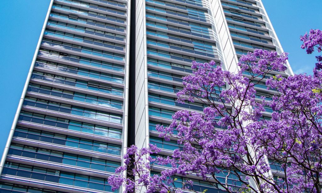 Jacaranda tree