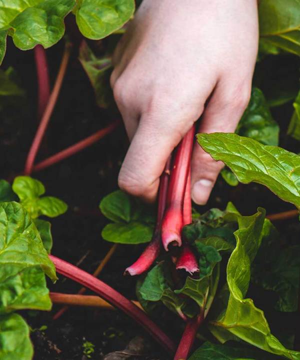 how to encourage kids to garden