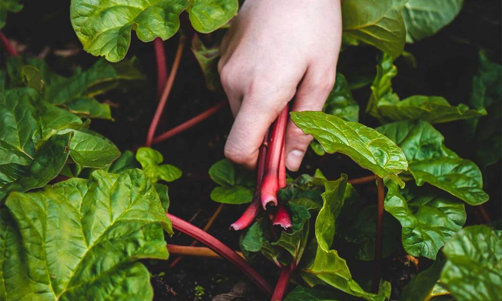 how to encourage kids to garden