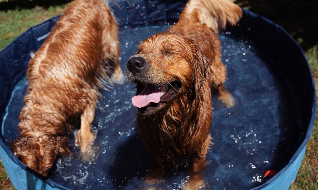 Luna & Buddy playing in water